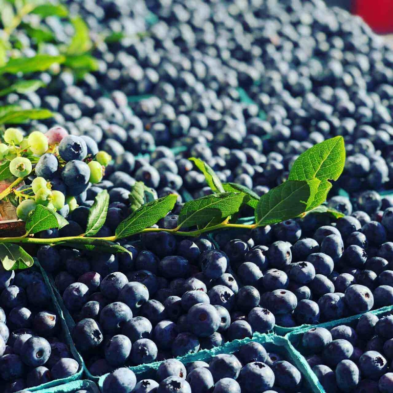 Bennett Blueberries arranged like box cars at a farmers market with a blueberry sprig garnish. As fresh as it gets!